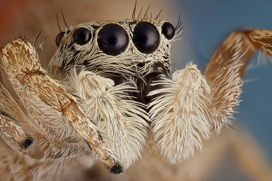 Focus Stacking Nedir?, Nasıl Yapılır? ve En İyi “Focus Stacking” Örnekleri