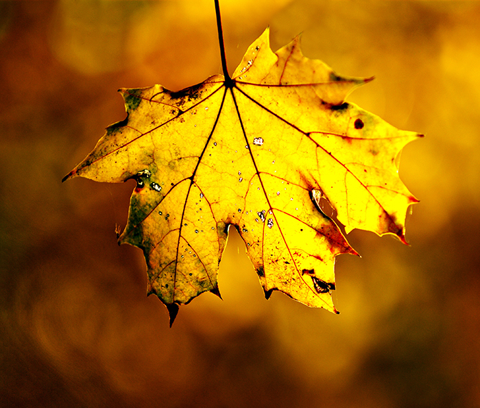 Nikon Kameralar ile Çekilmiş Birbirinden Güzel Sonbahar Fotoğrafları [Autumn-Fall]