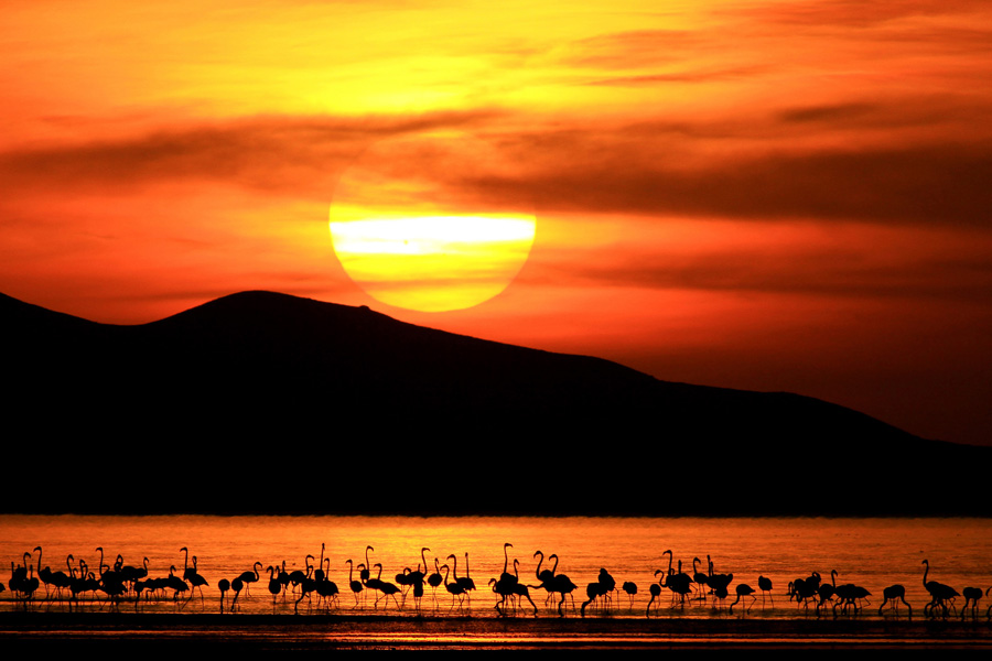 ERCEK GOLUNDE FLAMINGOLARIN GORSEL SOLENI