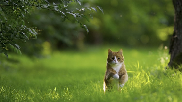 Nikon Kameralar ile Çekilmiş Birbirinden Güzel Kedi Fotoğrafları [Cats]