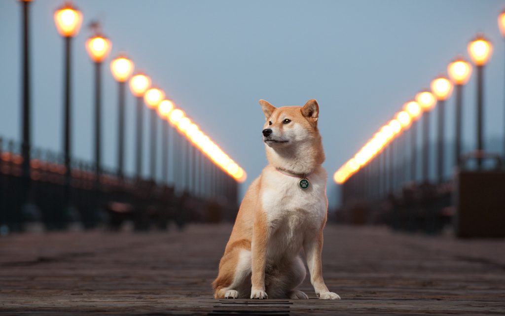 Nikon Kameralar ile Çekilmiş Birbirinden Güzel Köpek Fotoğrafları [Dogs]