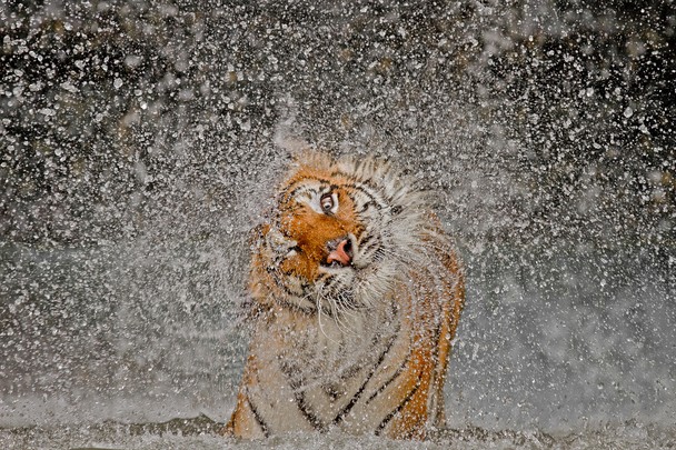 2012 National Geographic Fotoğraf Yarışması Sonuçlandı [National Geographic 2012 Photo Contest Winners]