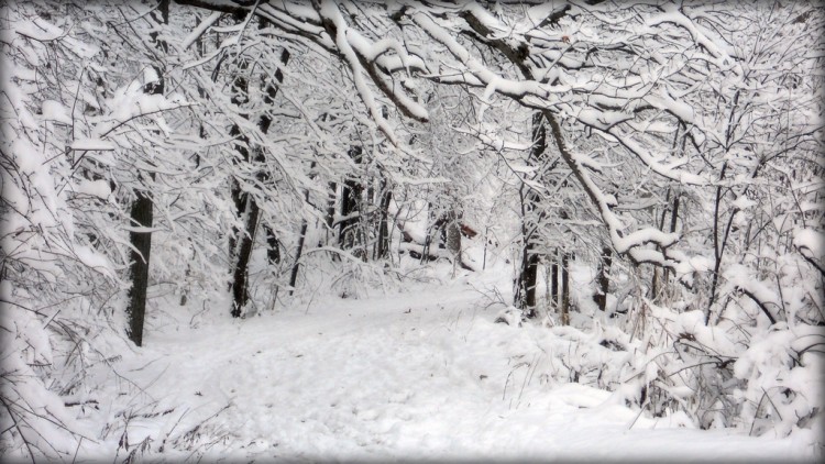 Nikon Kameralar ile Çekilmiş Birbirinden Güzel Kar Fotoğrafları [Snow]