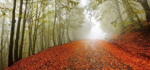 Sonbahar Yaprakları Fotoğrafları