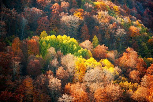 Sonbahar Yaprakları Fotoğrafları