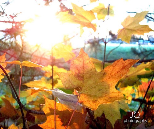 Sonbahar Yaprakları Fotoğrafları