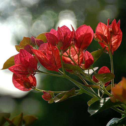 Bokeh Fotoğraflar için Mükemmel Örnekler