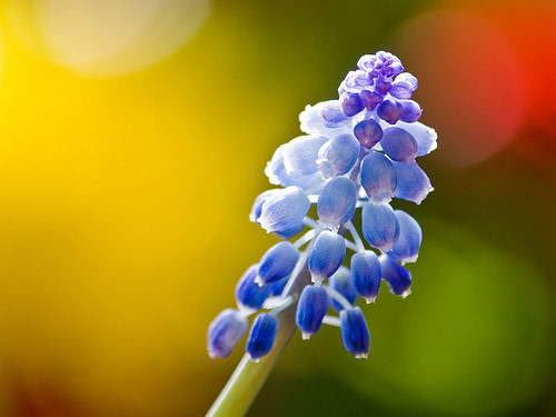 Bokeh Fotoğraflar için Mükemmel Örnekler