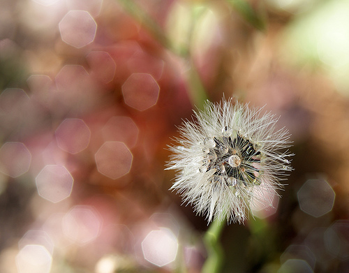 Bokeh Fotoğraflar için Mükemmel Örnekler