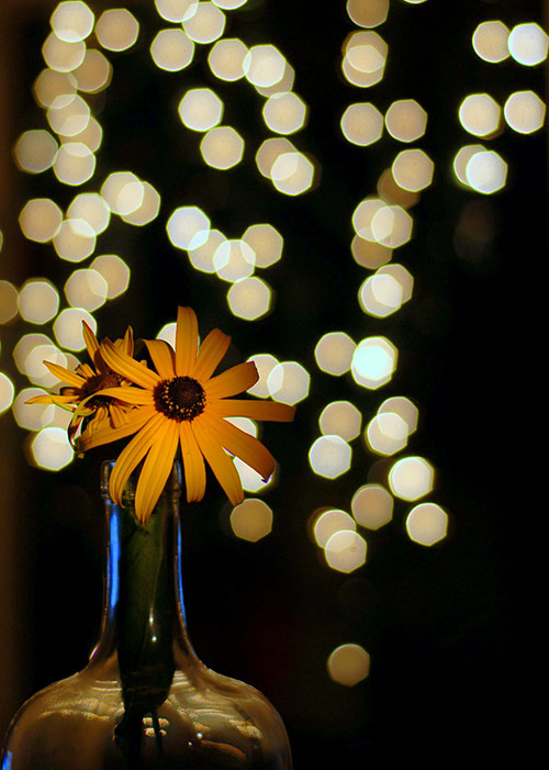 Bokeh Fotoğraflar için Mükemmel Örnekler