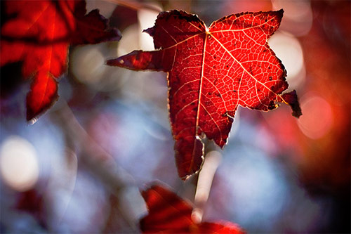 Bokeh Fotoğraflar için Mükemmel Örnekler