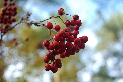 Bokeh Fotoğraflar için Mükemmel Örnekler