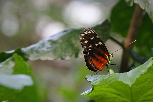 Bokeh Fotoğraflar için Mükemmel Örnekler