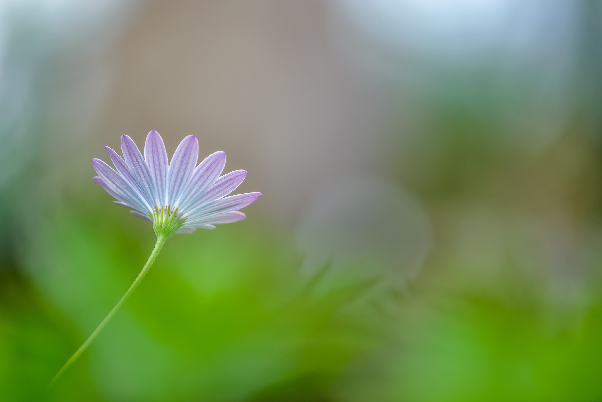 fotoğrafta bokeh