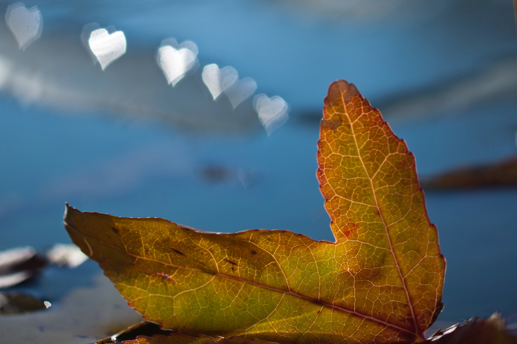 Bokeh Fotoğraf Örnekleri